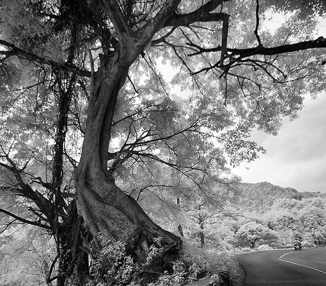 tree, branch, bare tree, tranquility, sky, tranquil scene, nature, road, scenics, beauty in nature, landscape, transportation, tree trunk, growth, non-urban scene, day, mountain, outdoors, no people, idyllic