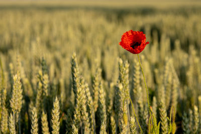 Close-up of red poppy flower on field