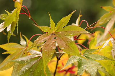 Close-up of wet maple leaves on plant during rainy season