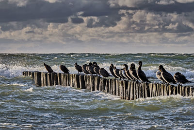 View of birds on wooden posts in sea against sky