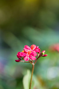 Close-up of pink flowering plant