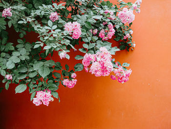 Close-up of pink flowering plant against wall