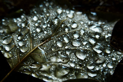 Close-up of raindrops on flower