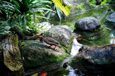 View of birds perching on rock