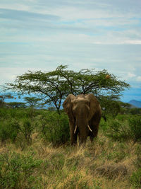 Horse on landscape against sky