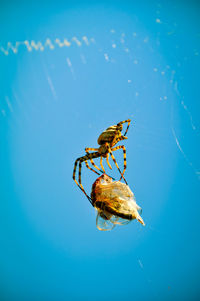 Close-up of insect on glass