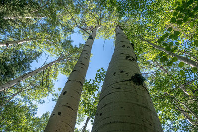 Low angle view of bamboo trees in forest