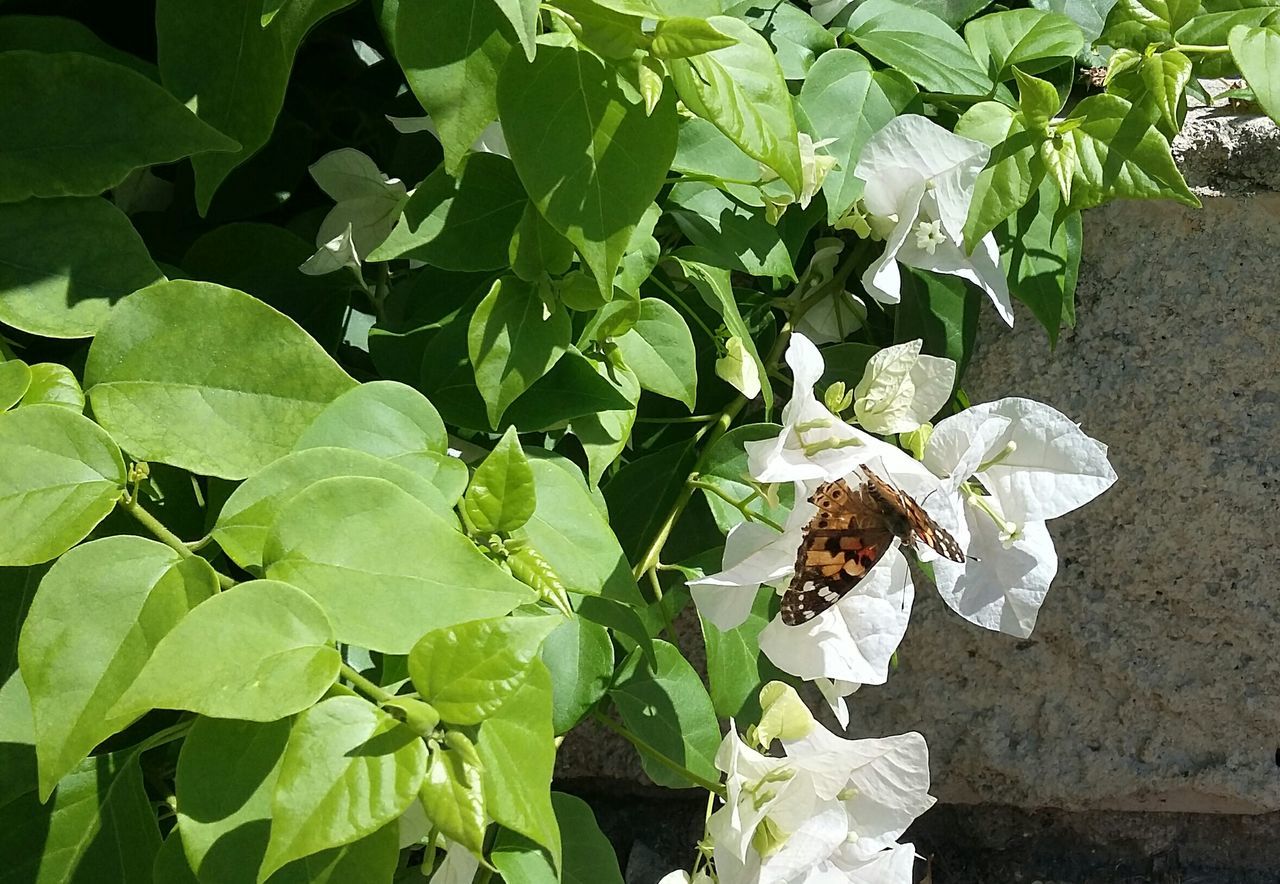 CLOSE-UP OF BUTTERFLY ON BRANCH