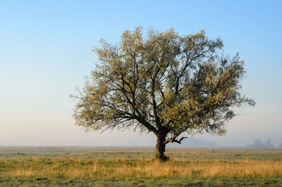 Tree on field against clear sky