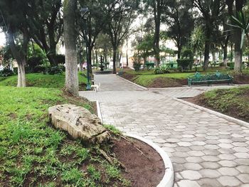 Trees in park