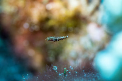 Close-up of fish swimming in sea