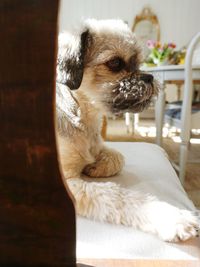 Close-up of a dog looking away