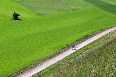 High angle view of agricultural field