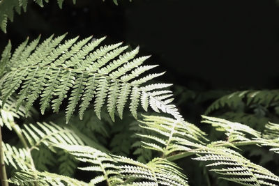 Close-up of fern leaves