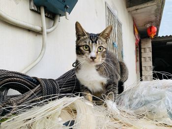 Portrait of cat sitting outdoors