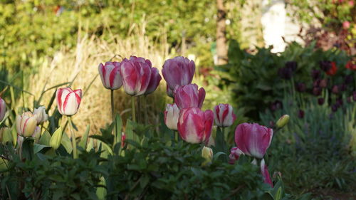 Close-up of pink tulip flowers on field