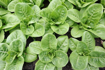 Full frame shot of green leaves