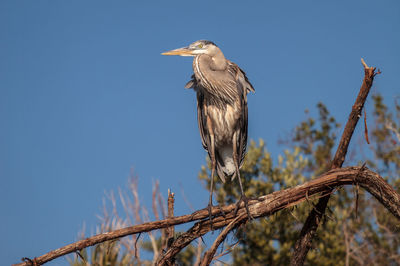 Great blue heron ardea herodias looks out over the ocean at delnor-wiggins pass state park in naples
