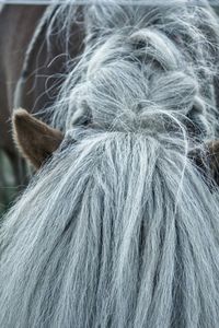 Close-up of a horse