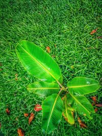 High angle view of fresh green plant on field