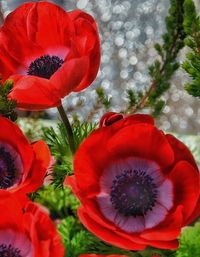 Close-up of red poppy flower