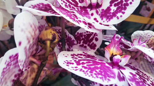 Close-up of purple flowering plant