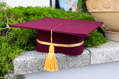 Close-up of potted plant on book