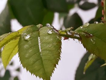 Close-up of wet plant leaves