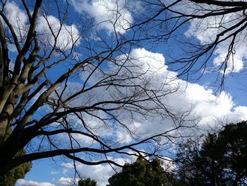 Low angle view of bare trees against blue sky