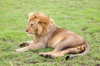 View of cat lying on grass