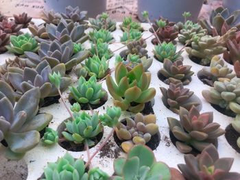 High angle view of succulent plants