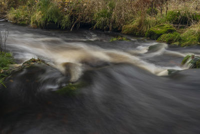 Scenic view of stream flowing in forest