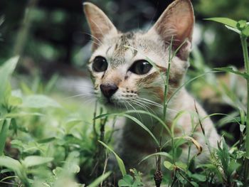 Close-up of a cat looking away