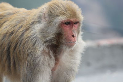 Close-up of monkey looking away