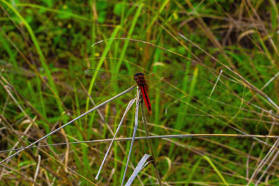 Close-up of insect on grass