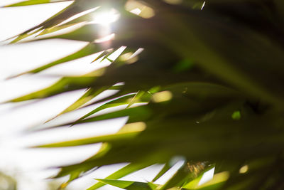 Close-up of plant