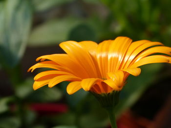 Close-up of yellow flower