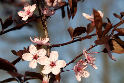 Close-up of pink flowers on branch