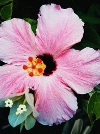 Close-up of pink flower