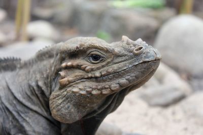 Close-up of lizard