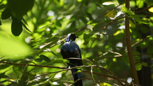 Bird perching on a branch