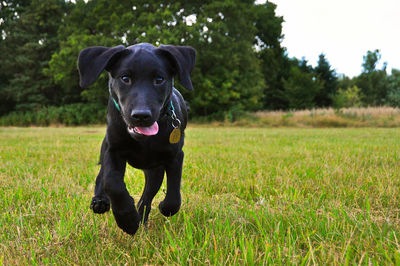 Portrait of black labrador puppy running on grassy field