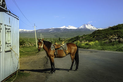 Horses on mountain against sky