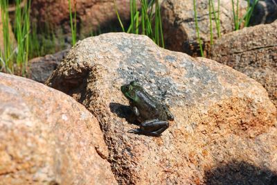 Close-up of lizard on tree trunk