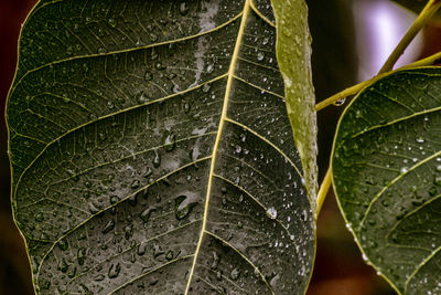 Close-up of raindrops on leaves