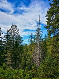 Low angle view of trees against cloudy sky