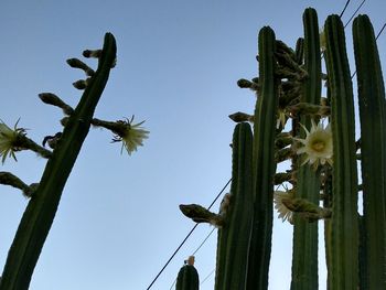 Low angle view of cactus plant against clear blue sky