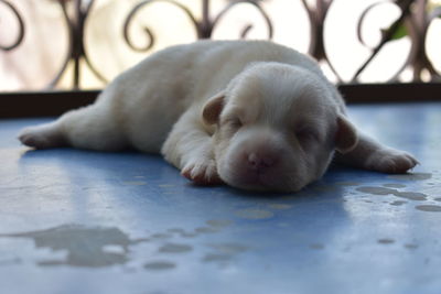 Close-up of puppy sleeping on floor