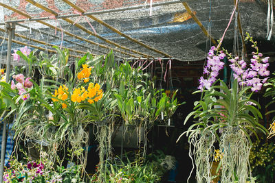 Close-up of flowers blooming in greenhouse