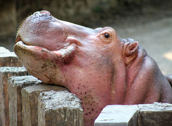 Close-up of horse in zoo